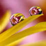 Double beauty