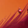 Drops still life