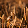 Snail on the stubble