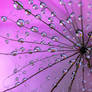 Flower web
