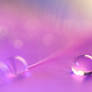 Delicate beauty