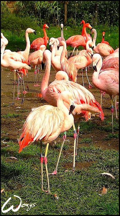 Dance of flamingos