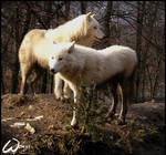 White duo by woxys