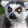 Golden eyes of Madagascar