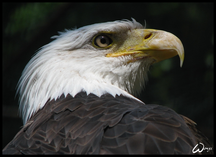 Proud ruler of the sky