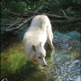 Atila, the arctic wolf