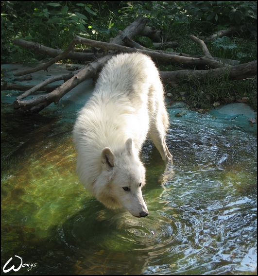 Atila, the arctic wolf by woxys