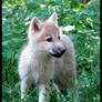Fluffy baby wolf cub