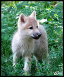 Fluffy baby wolf cub by woxys