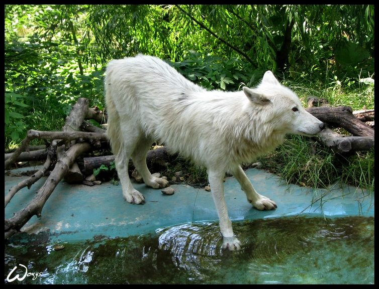 Water wolf