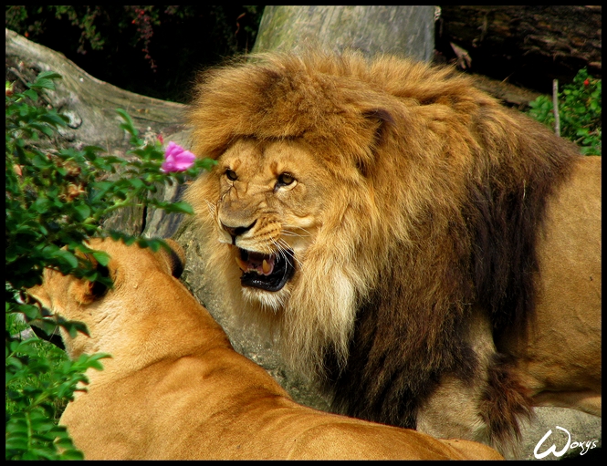 Lion hates the rose