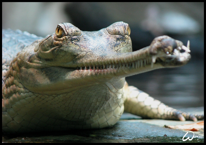 Gharial: Do not let me die