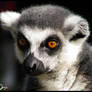 Golden eyes of Madagascar II