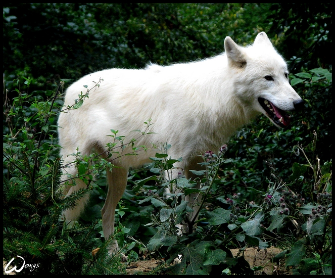 Wolf in the jungle?