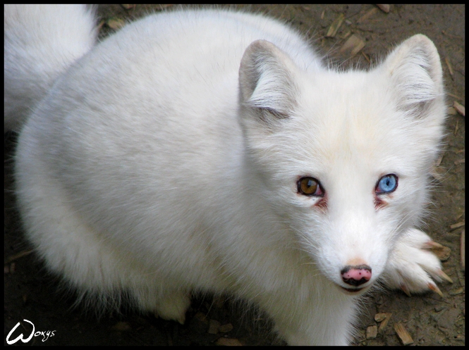 A blue-eyed arctic fox?