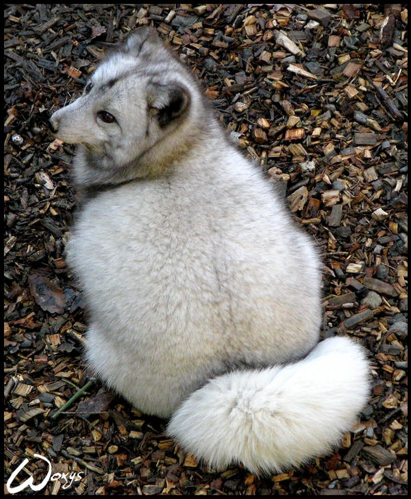 I am not fat, I am just fluffy