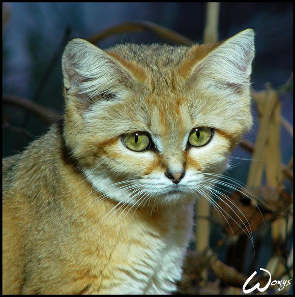 Sand Cat Comes From Desert By Woxys On Deviantart Sand Cat Comes From Desert By Woxys On Deviantart