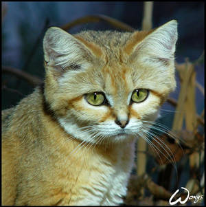 Sand cat comes from desert