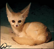 Fennec. To amuse you, Woxys