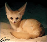 Fennec. To amuse you, Woxys by woxys