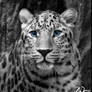 Amur leopard: Innocent kity