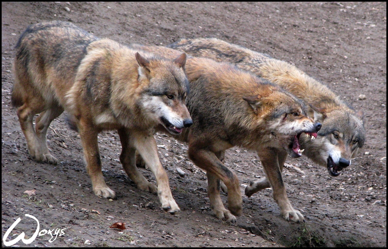 Wolves: nature can be cruel