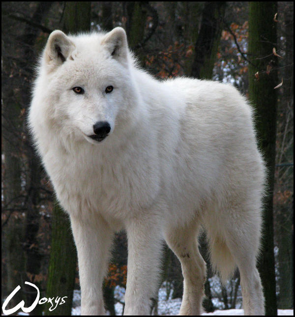 King of arctic wolves