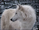 Winter dream of arctic wolf