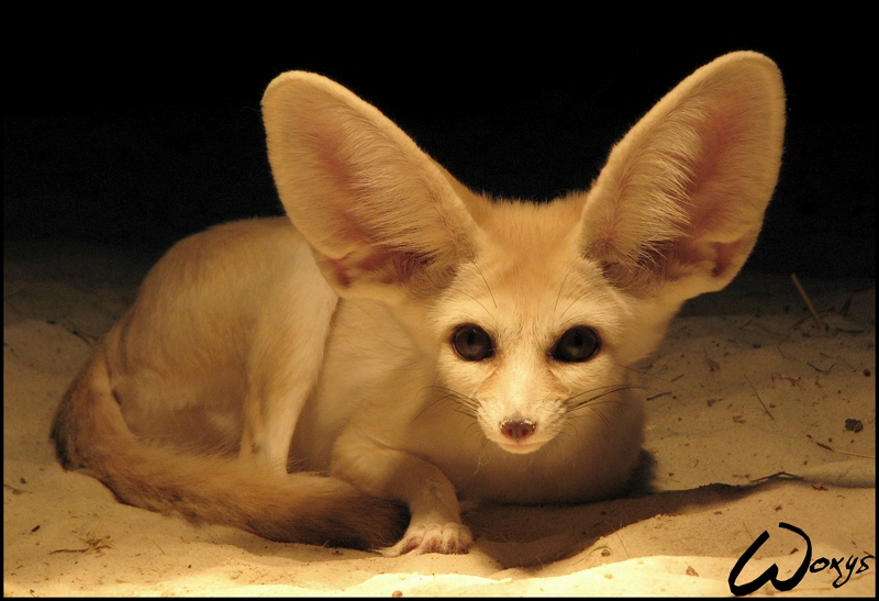 Fennec fox is listening to me