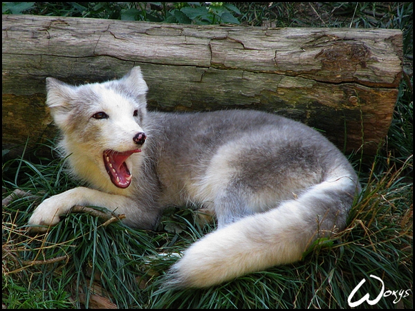 Arctic fox: summer is boring