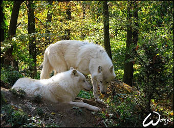 Arctic wolves: parents?