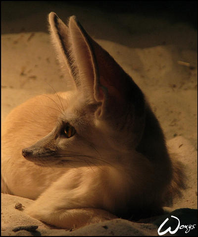 What happend we Grow up soon Fennec Fox Loafal(Me) & Galaxy in 2023