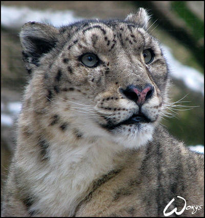 Snow leopard dreams...