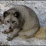 Arctic fox: lick lick