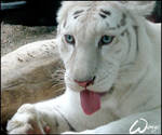 White tiger: what a bengal...