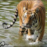 Malayan tiger loves water