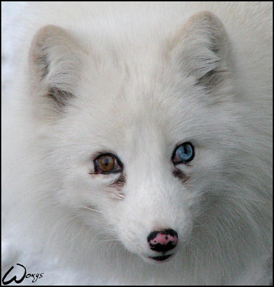 Blue-eyed polar fox