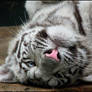 White tiger cub: when I am...