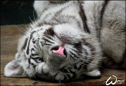 White tiger cub: when I am...