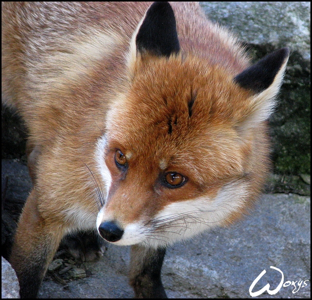 Red fox is thoughtful