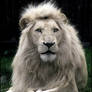 Haldir, the white lion