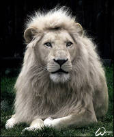 Haldir, the white lion