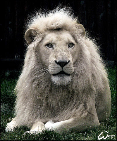 Haldir, the white lion by woxys