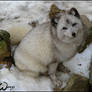 Arctic fox: you know I am cute