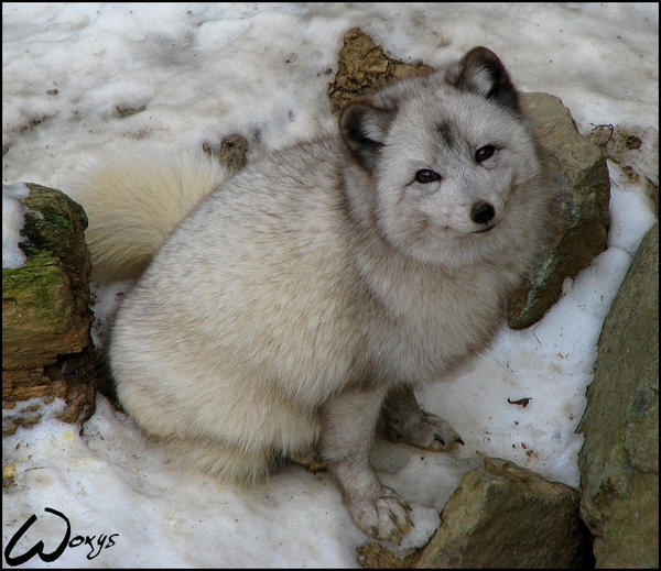 Arctic fox: you know I am cute