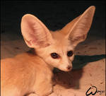 Fennec fox is not Vavra by woxys