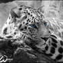 Amur leopard: sad blue eyes