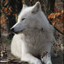 Arctic wolf: noble queen