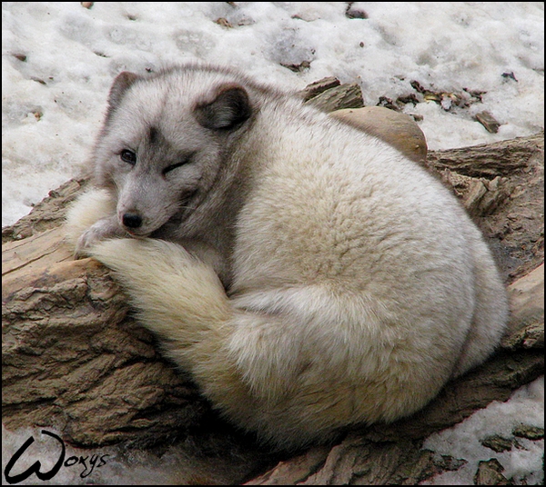 Arctic fox: sleepy wink