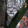 Dreaming snow leopard